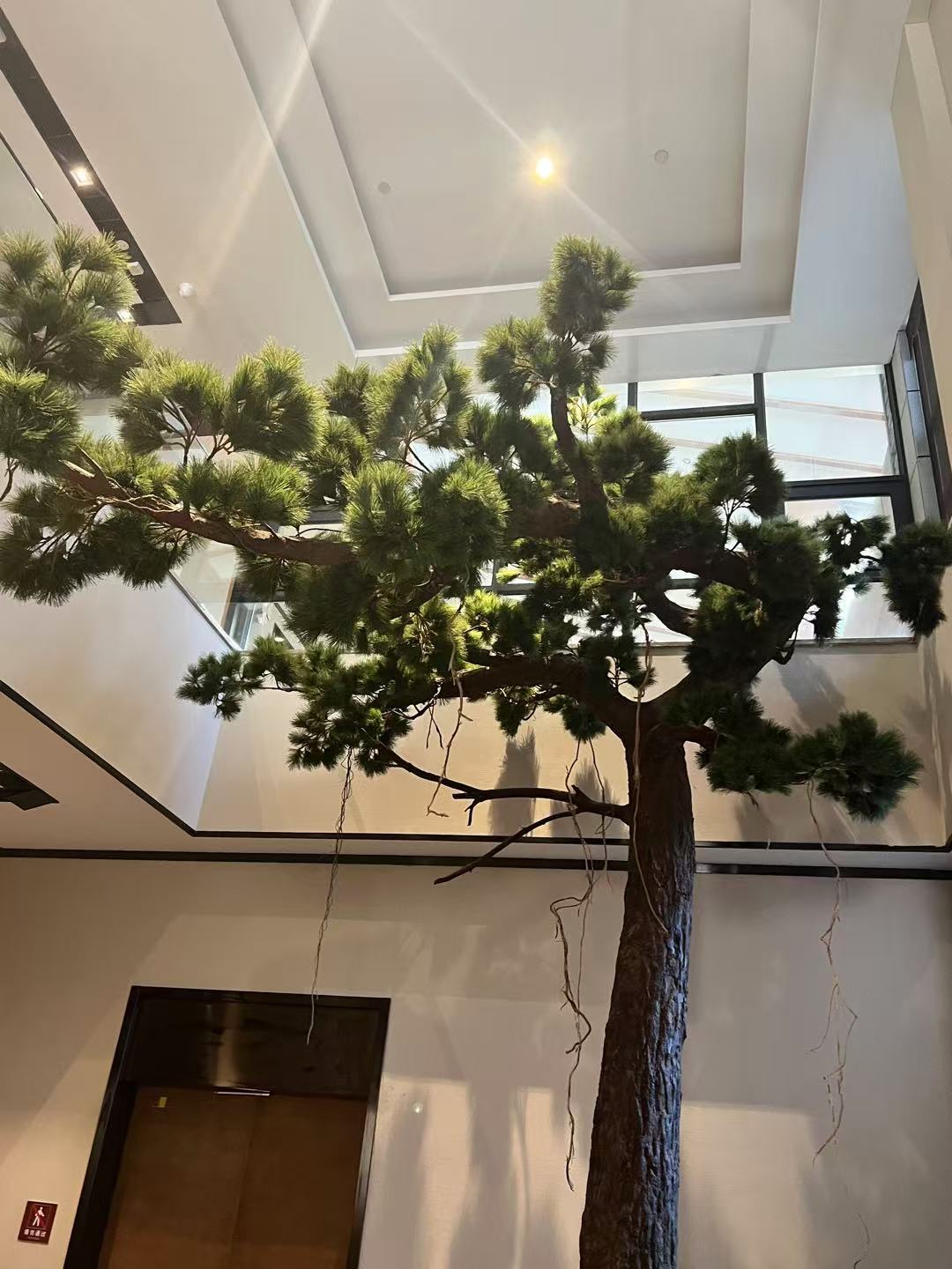 Pine trees in the Tea Museum