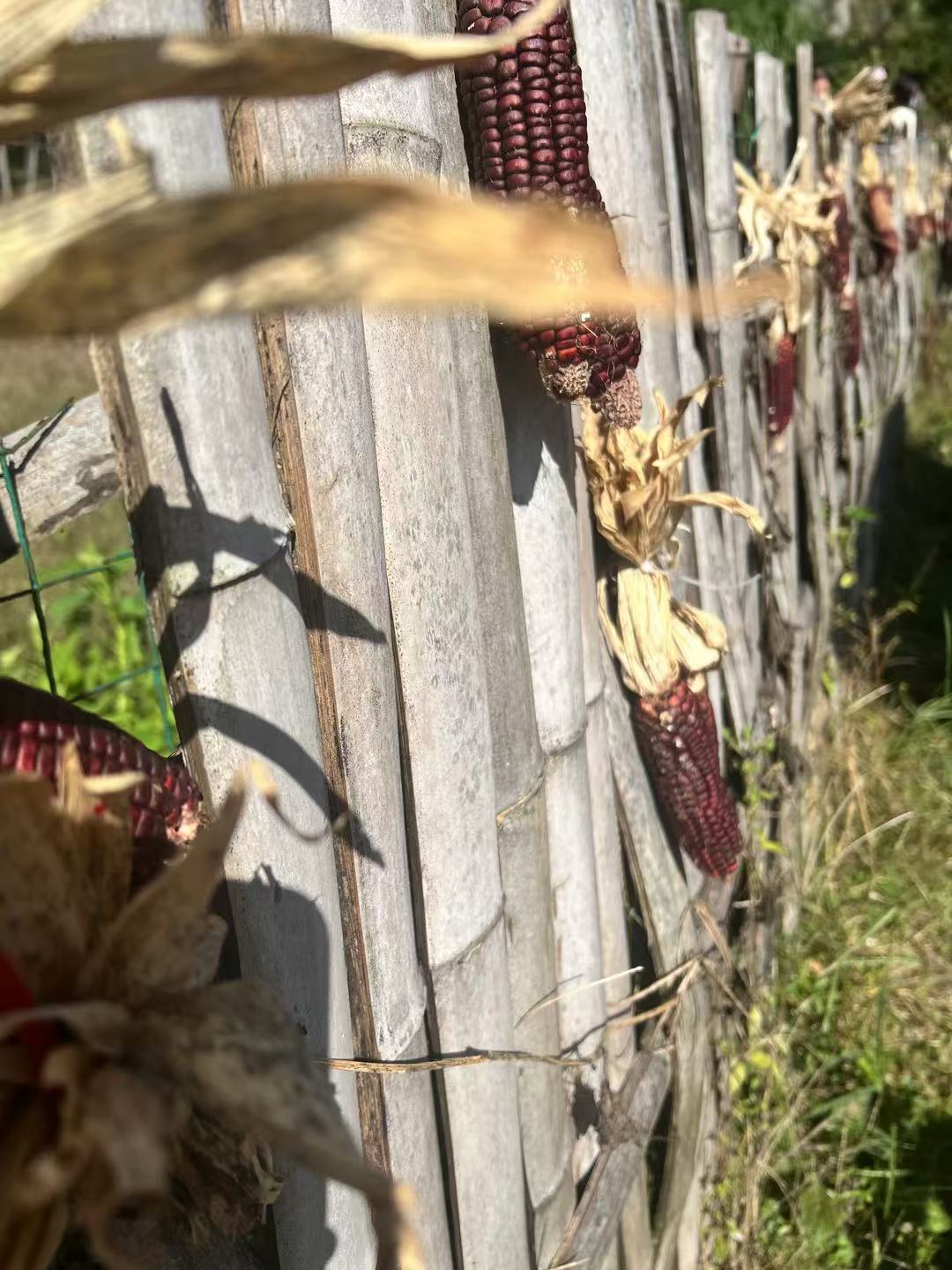 Or a photo about corn