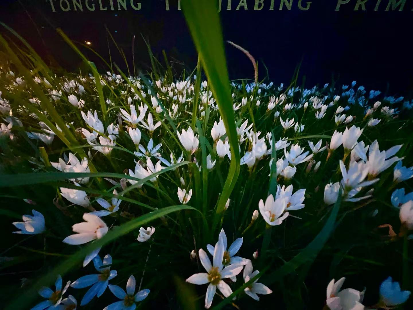 Flowers at the entrance of Tin Ka Ping Primary School