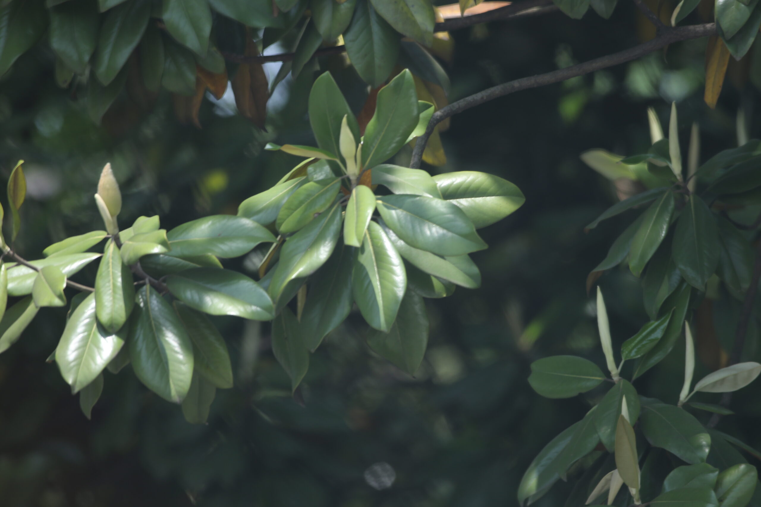 Just a quick snap looks like a loquat leaf