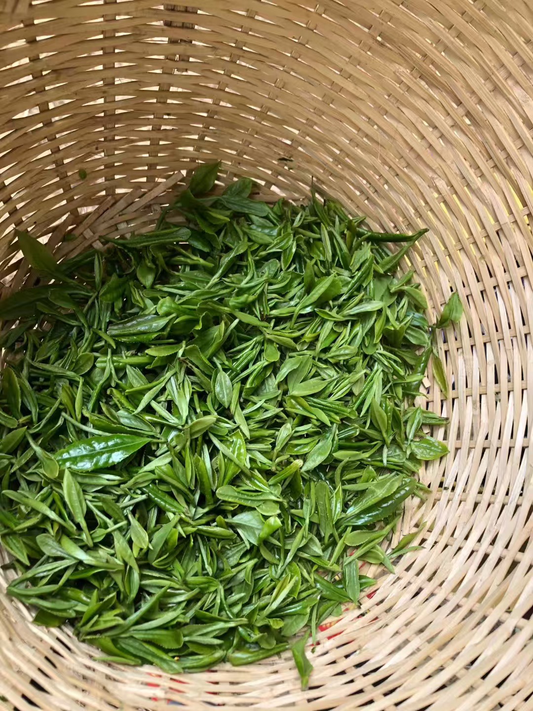 My father’s bamboo basket filled with freshly harvested spring tea leaves