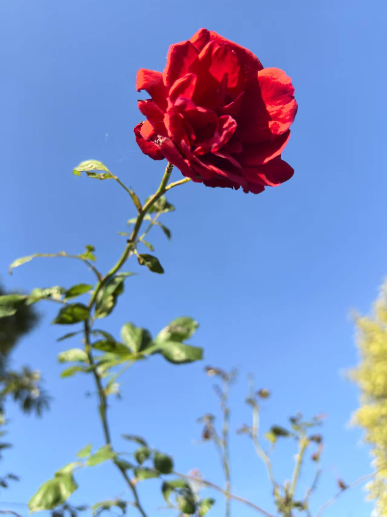 The beautiful flowers in the park