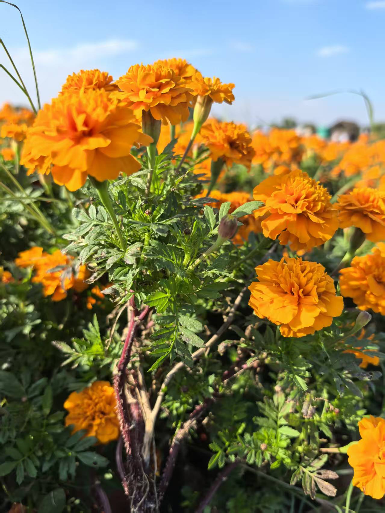 Marigolds in the park