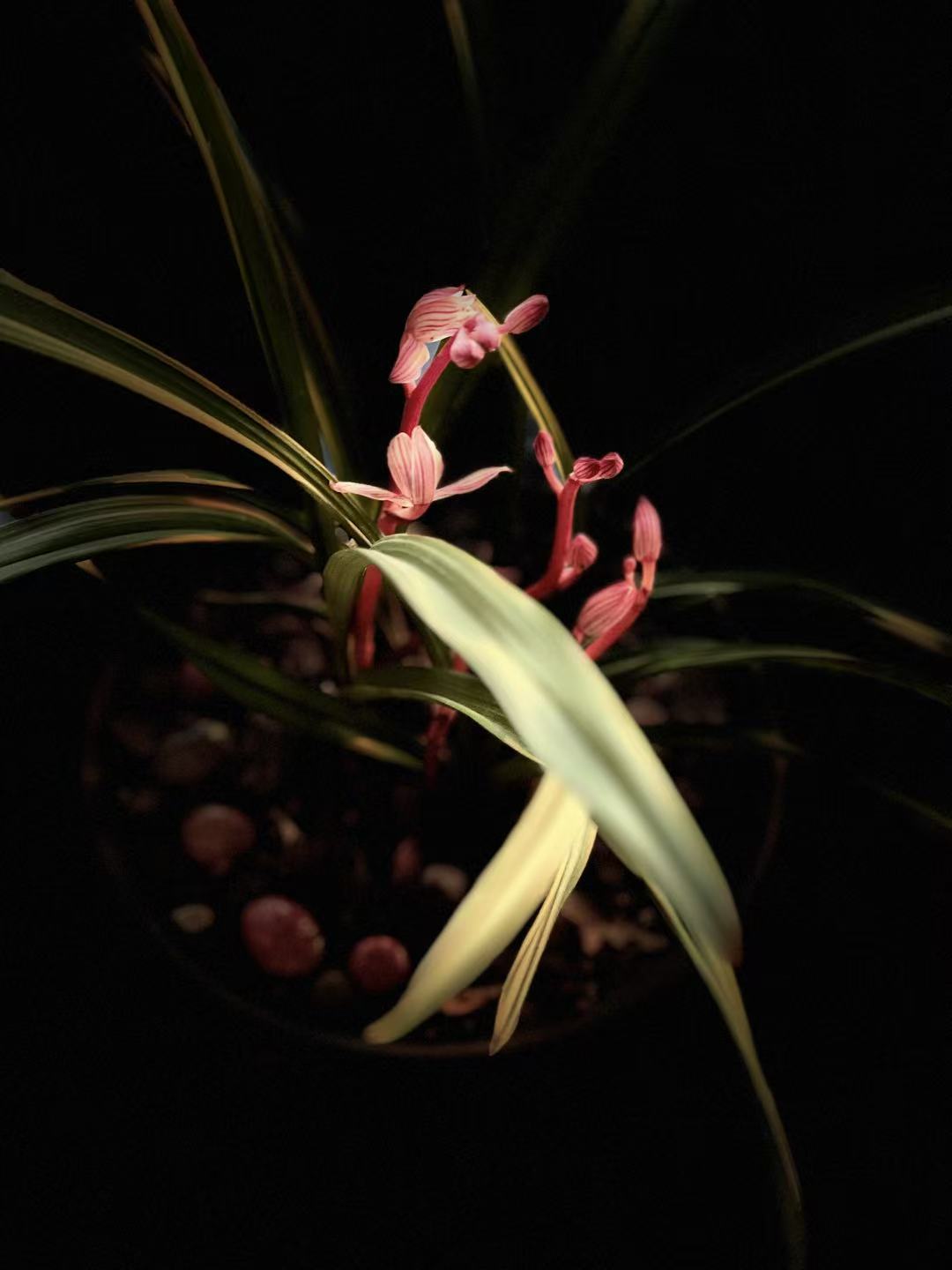 The orchid planted by my colleague