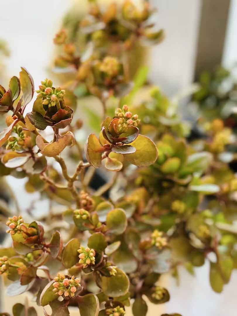 Kalanchoe blossfeldiana