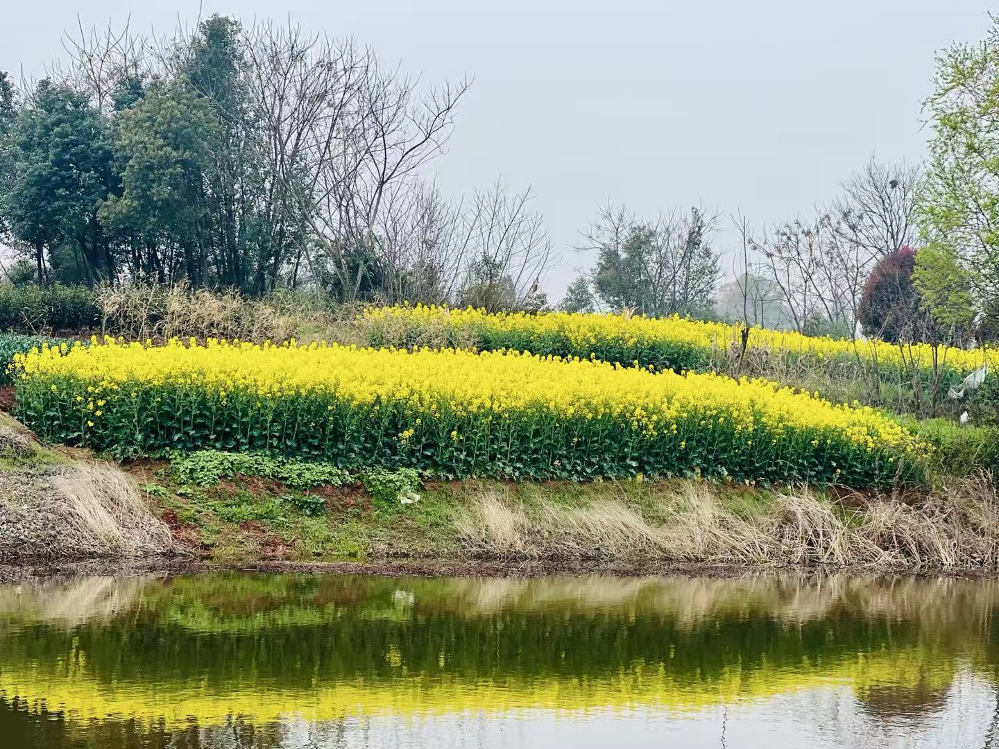 Mustard flowers by the pond