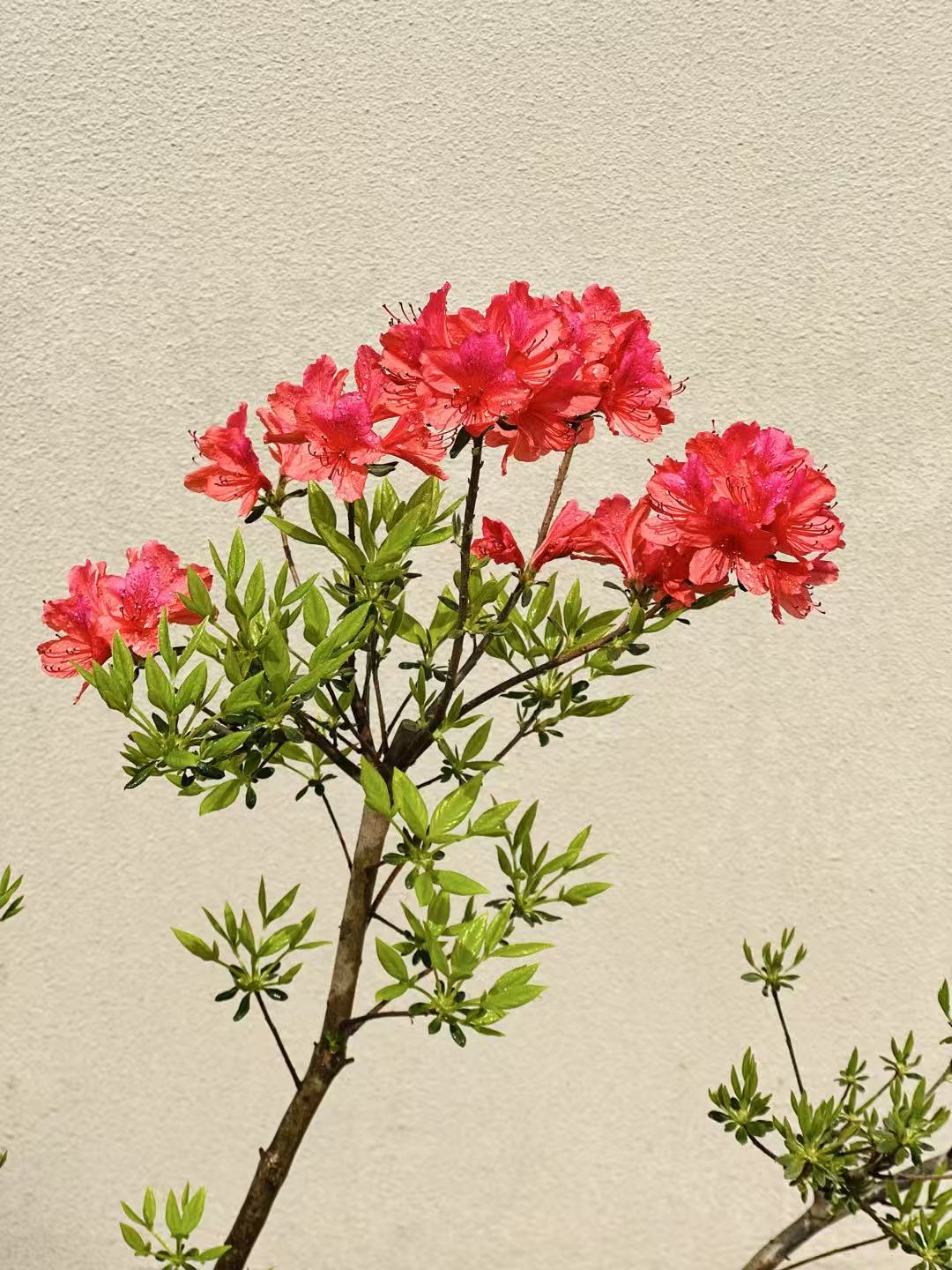 Azalea