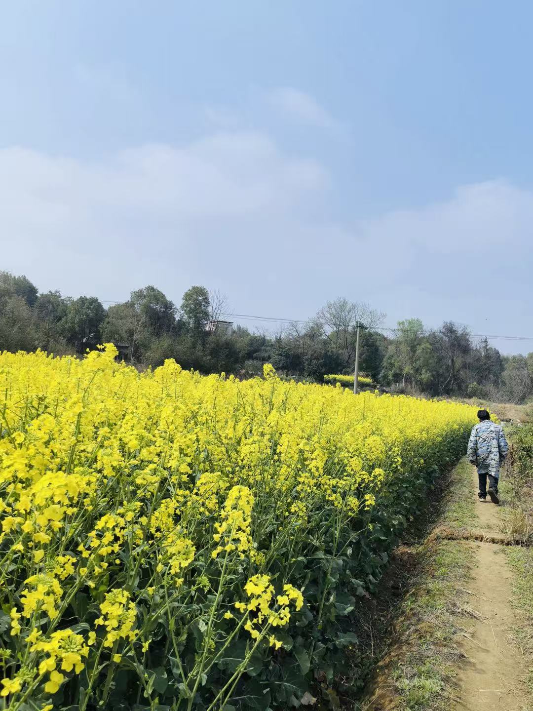 a vast field of rapeseed flowers