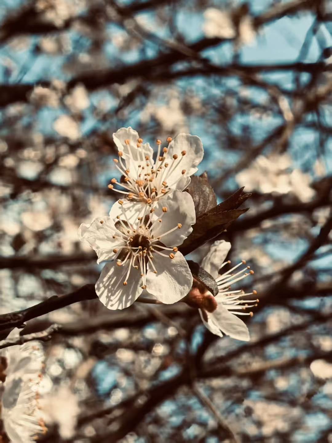 Butterfly chasing the flower
