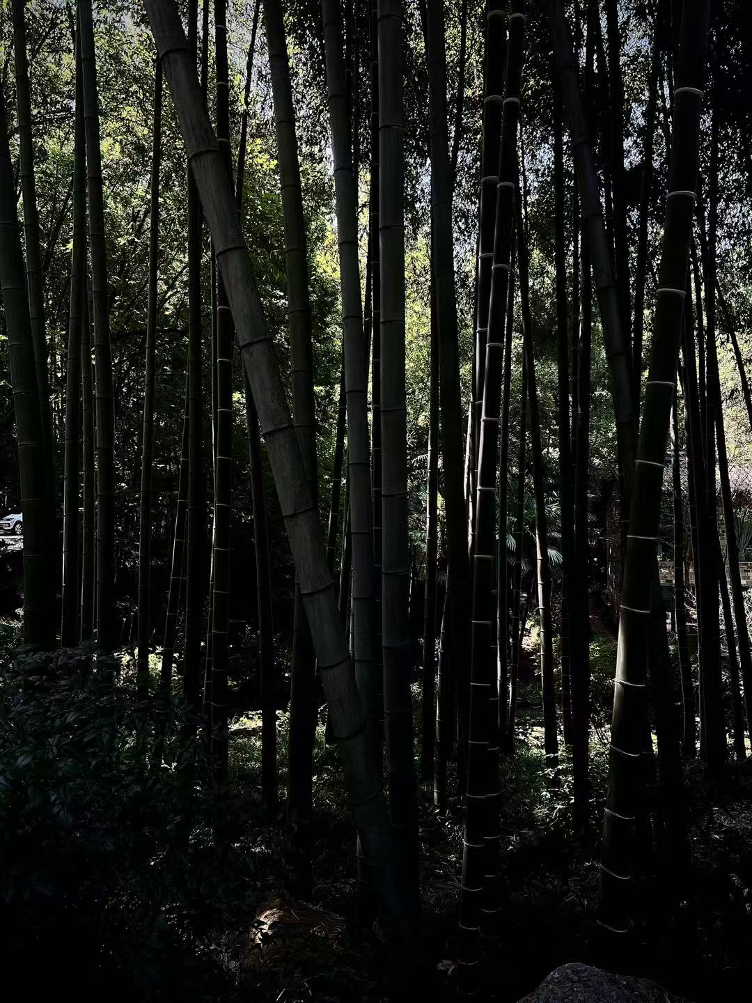 Bamboo Grove in Yongquan Town